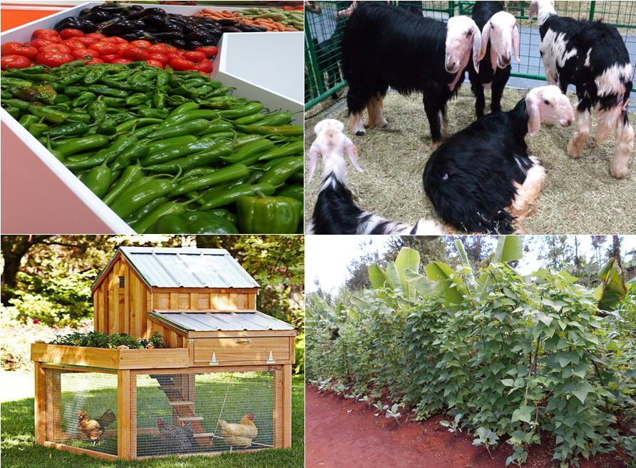 Our approach — sustainable farming